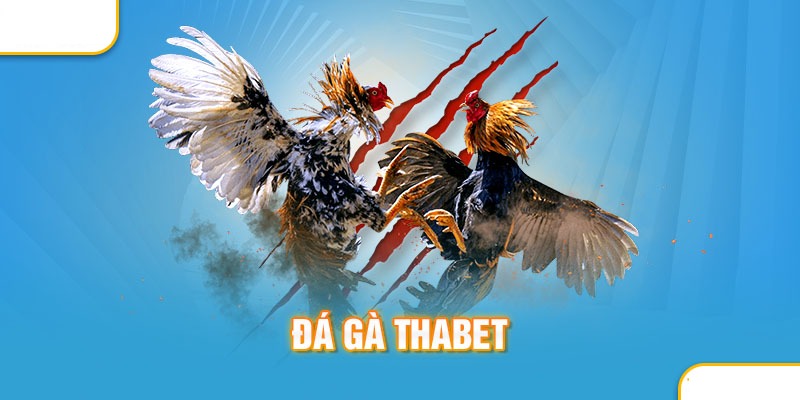 Đá Gà Thabet – Đẳng Cấp Chọi Kê Hấp Dẫn Nhất Thị Trường